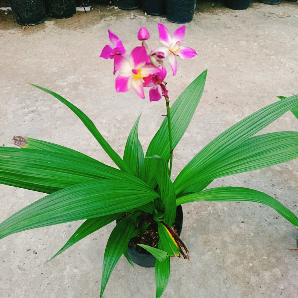 Lan Chu Đỉnh Màu Mới - cây địa lan cao bồi hoa đẹp trang trí nhà cửa, sân vườn