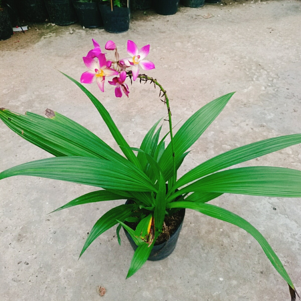 Lan Chu Đỉnh Màu Mới - cây địa lan cao bồi hoa đẹp trang trí nhà cửa, sân vườn