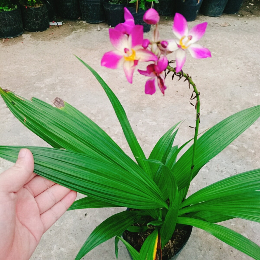 Lan Chu Đỉnh Màu Mới - cây địa lan cao bồi hoa đẹp trang trí nhà cửa, sân vườn