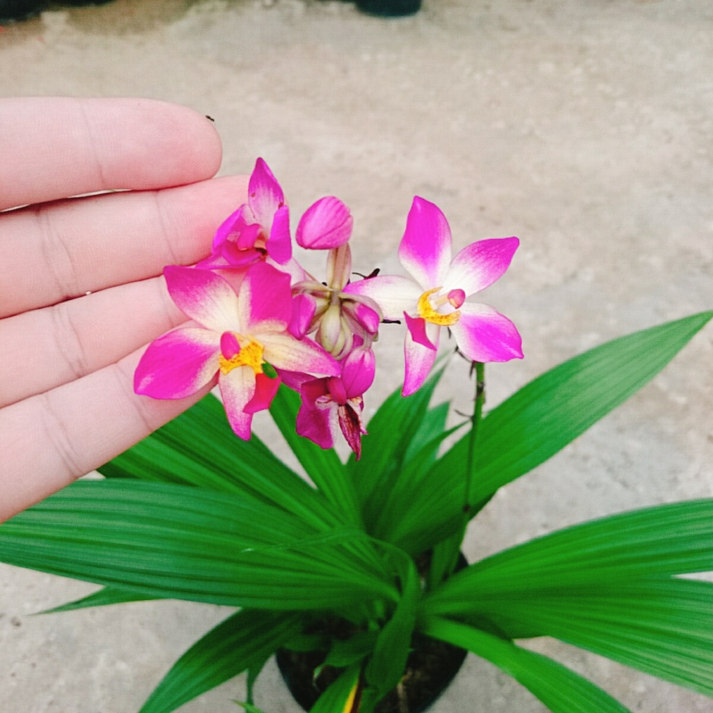 Lan Chu Đỉnh Màu Mới - cây địa lan cao bồi hoa đẹp trang trí nhà cửa, sân vườn
