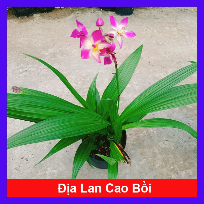 Lan Chu Đỉnh Màu Mới - cây địa lan cao bồi hoa đẹp trang trí nhà cửa, sân vườn