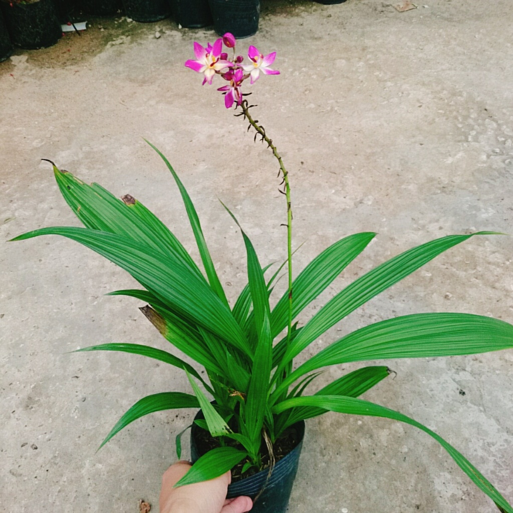 Lan Chu Đỉnh Màu Mới - cây địa lan cao bồi hoa đẹp trang trí nhà cửa, sân vườn
