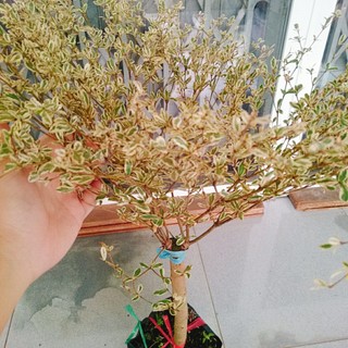 Cây Bàng cẩm thạch Nhật Bản - cây cảnh trang trí trong nhà tạo không gian xanh