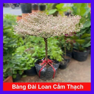 Cây Bàng cẩm thạch Nhật Bản - cây cảnh trang trí trong nhà tạo không gian xanh