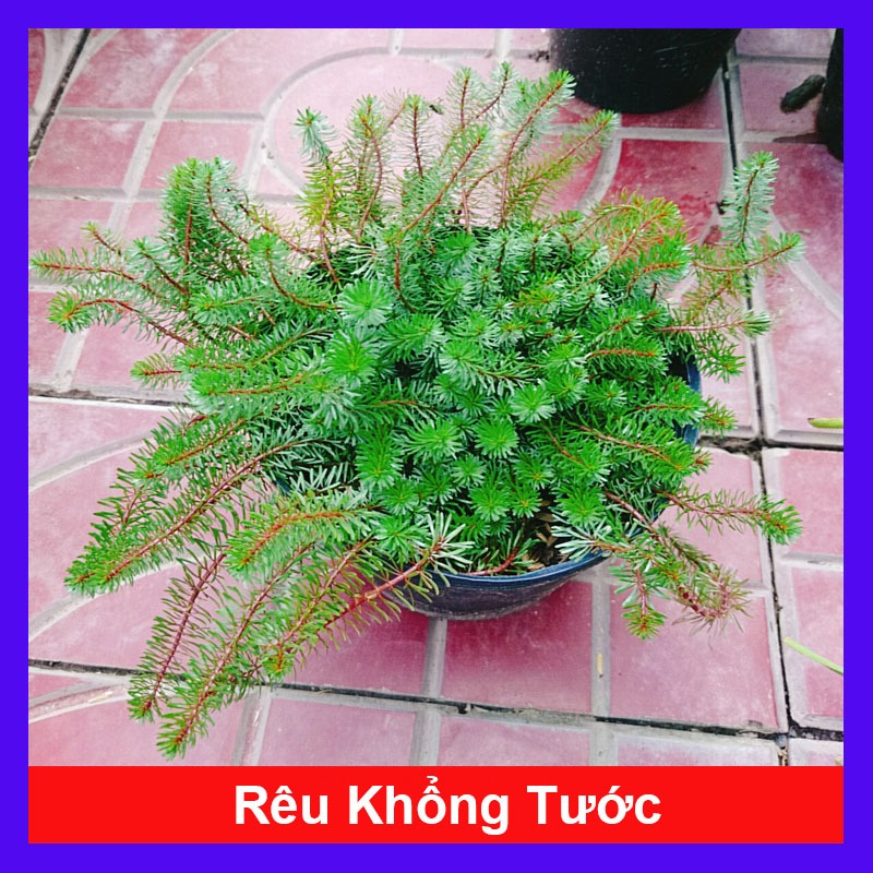Cây rêu thủy sinh - rêu khổng tước - rêu xanh đẹp dễ chăm sóc | Shopee ...