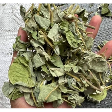 1 Kg Kim tiền thảo, hỗ trợ sỏi thận, sỏi mật, sỏi bàng quang, thông tiều giãn mạch, hạ huyết áp, hàng mới sạch đẹp
