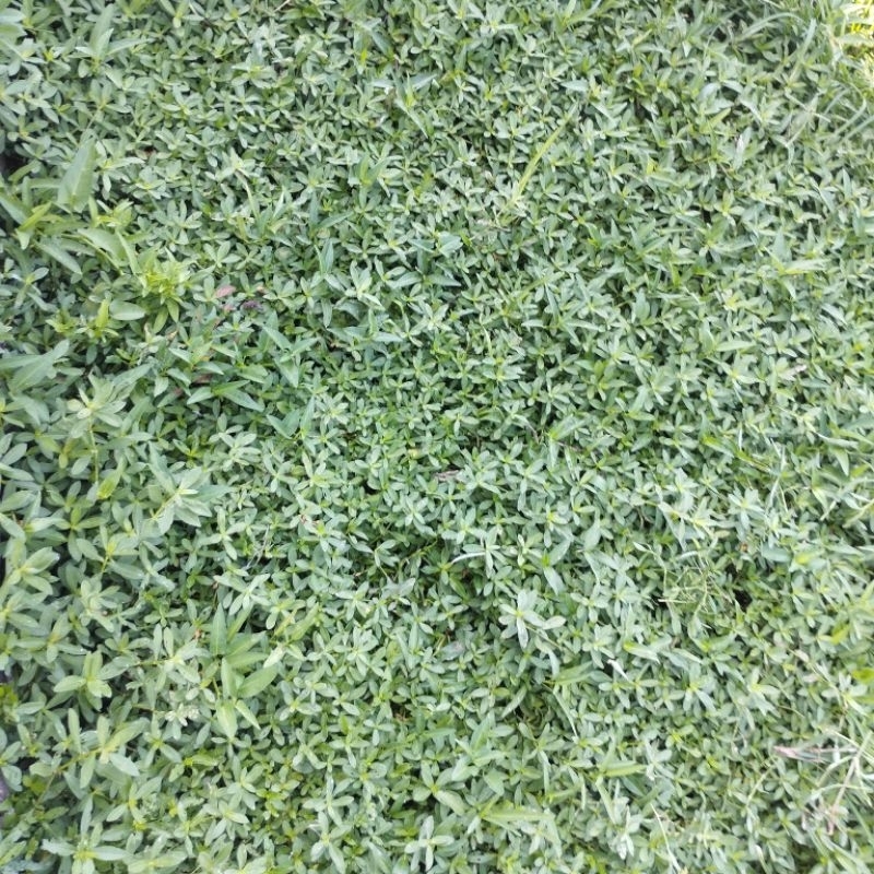 1 kg rau dệu/ rau diệu tươi | Shopee Việt Nam