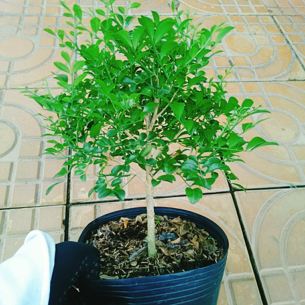 Cây Nguyệt Quế 1 cốt dáng tree 2 năm tuổi - cây cảnh để bàn hoa thơm dễ chịu