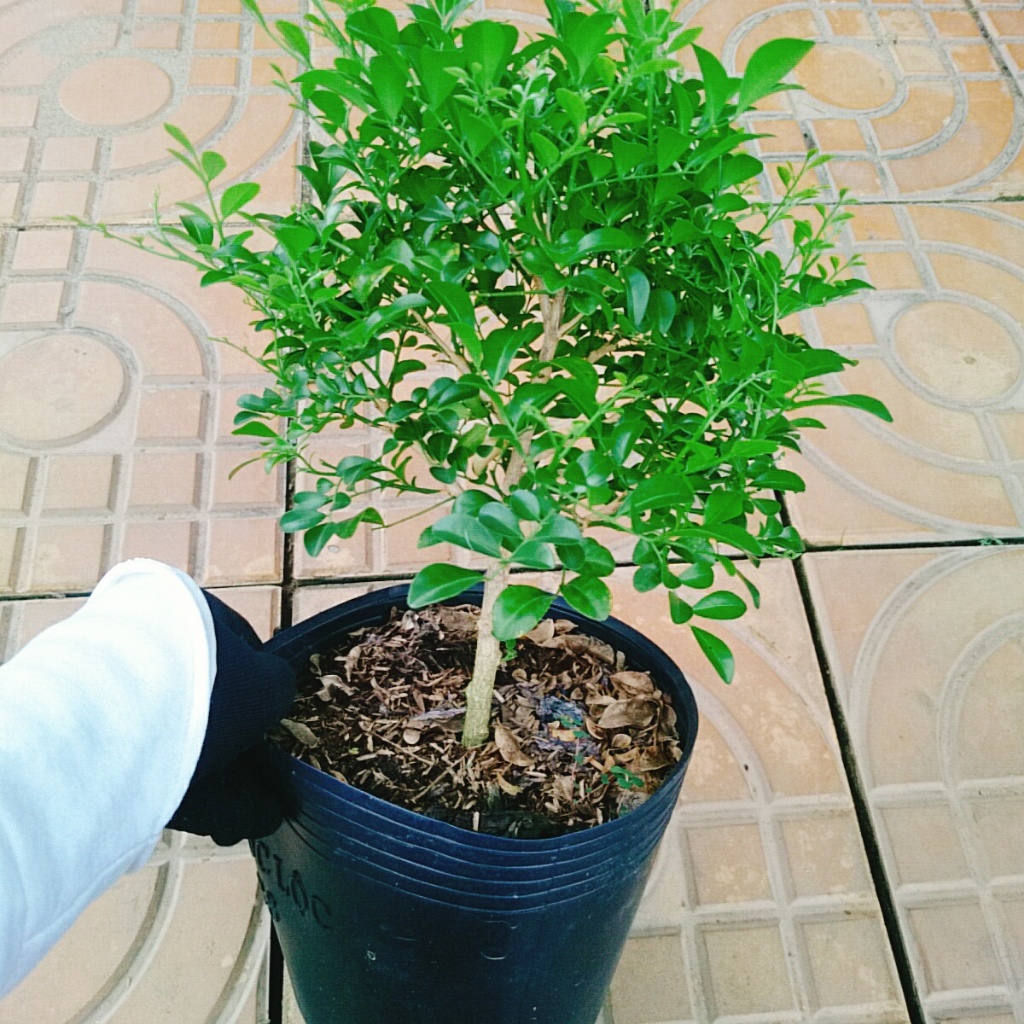 Cây Nguyệt Quế 1 cốt dáng tree 2 năm tuổi - cây cảnh để bàn hoa thơm dễ chịu