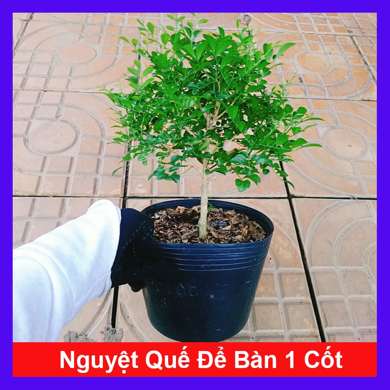 Cây Nguyệt Quế 1 cốt dáng tree 2 năm tuổi - cây cảnh để bàn hoa thơm dễ chịu