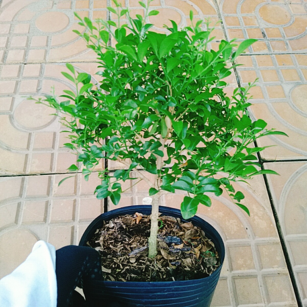 Cây Nguyệt Quế 1 cốt dáng tree 2 năm tuổi - cây cảnh để bàn hoa thơm dễ chịu