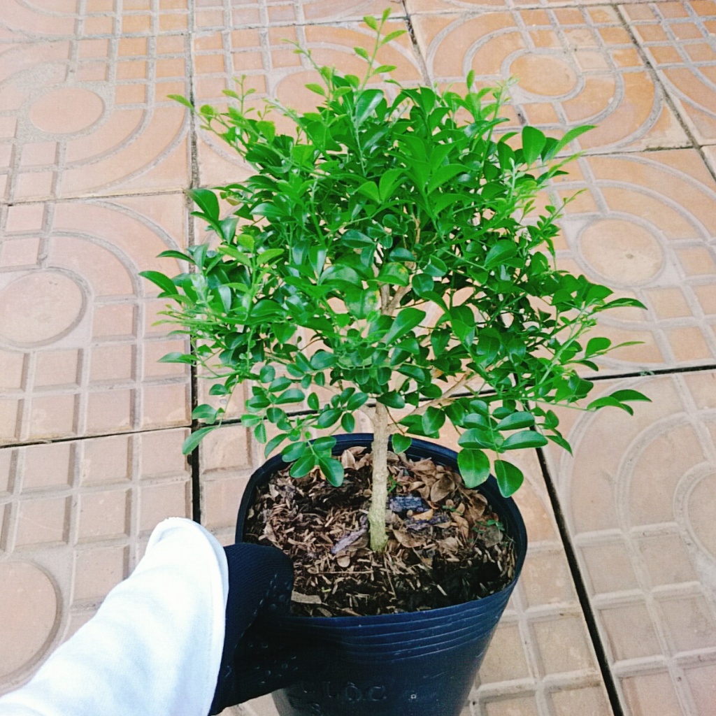 Cây Nguyệt Quế 1 cốt dáng tree 2 năm tuổi - cây cảnh để bàn hoa thơm dễ chịu
