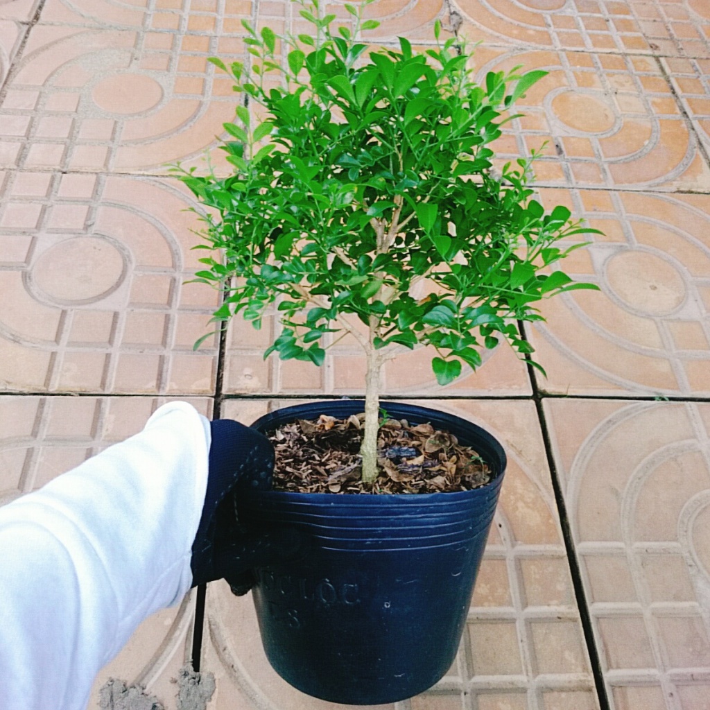 Cây Nguyệt Quế 1 cốt dáng tree 2 năm tuổi - cây cảnh để bàn hoa thơm dễ chịu