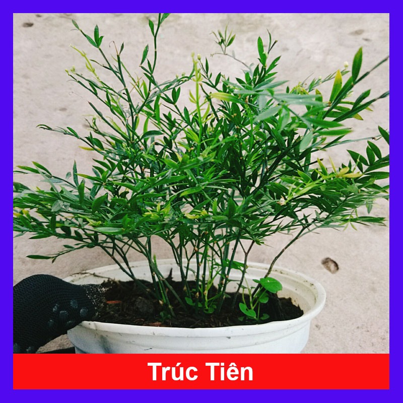 Cây Trúc Tiên - cây cảnh đẹp trang trí tiểu cảnh, hồ bán cạn, làm decor