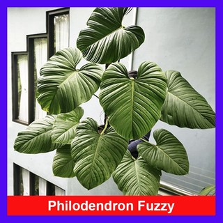 Cây Trầu Bà Philodendron Fuzzy - cây cảnh trong nhà trang trí sang trọng tạo không gian xanh