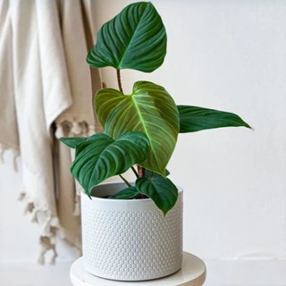 Cây Trầu Bà Philodendron Fuzzy - cây cảnh trong nhà trang trí sang trọng tạo không gian xanh