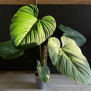 Cây Trầu Bà Philodendron Fuzzy - cây cảnh trong nhà trang trí sang trọng tạo không gian xanh