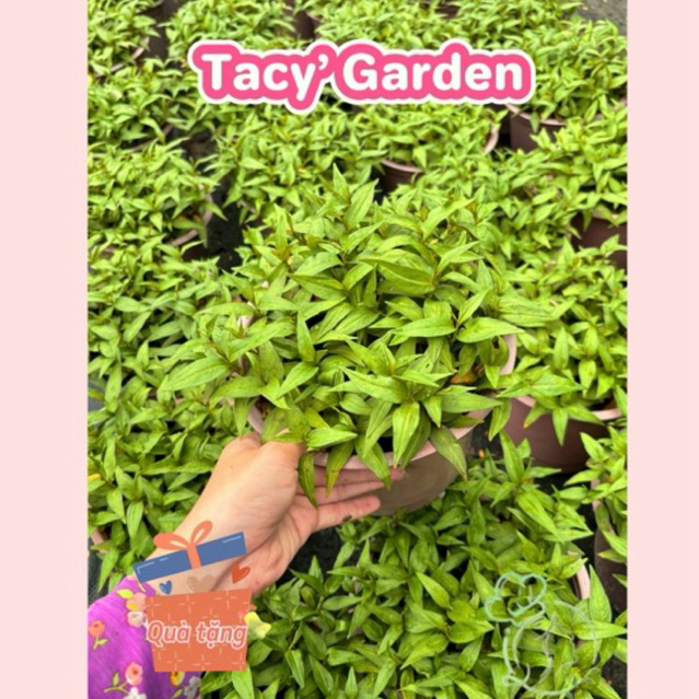 [ HOẢ TỐC HCM ] Rau chậu Rau răm TACY'S GARDEN 100% rau sạch nhà vườn ...