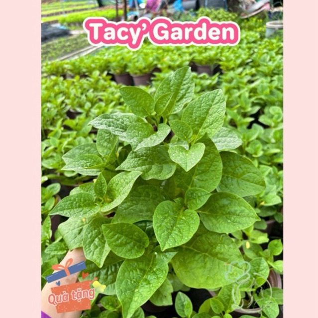 [ TẶNG CÂY CON ] Rau chậu con giống Mồng tơi TACY'S GARDEN 100% rau ...