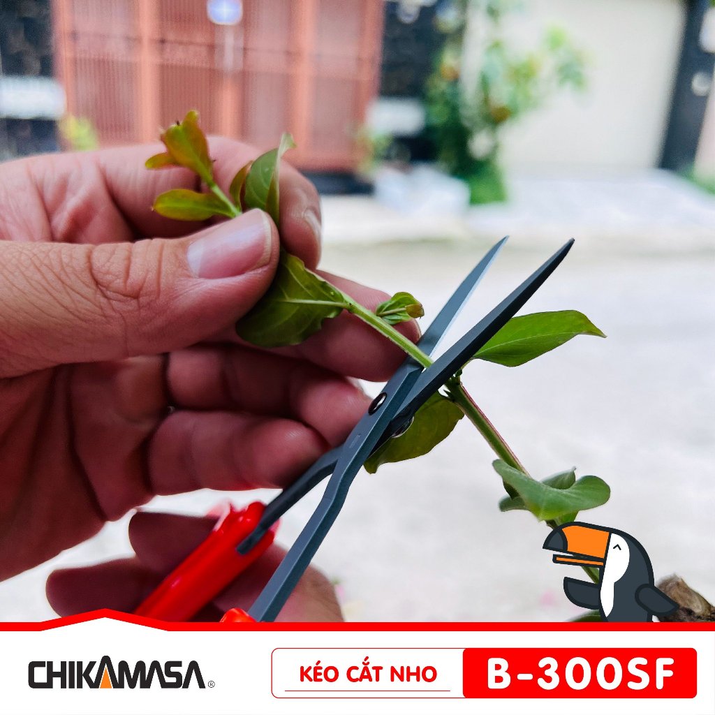 Kéo cắt nho Nhật Bản Chikamasa B-300SF