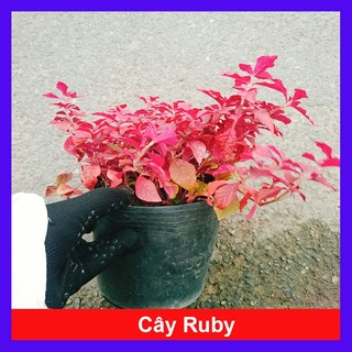 Cây Ruby lá đỏ trồng nền tạo cảnh đẹp sân vườn, công trình