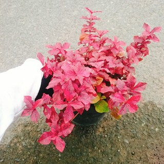 Cây Ruby lá đỏ trồng nền tạo cảnh đẹp sân vườn, công trình