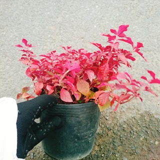 Cây Ruby lá đỏ trồng nền tạo cảnh đẹp sân vườn, công trình