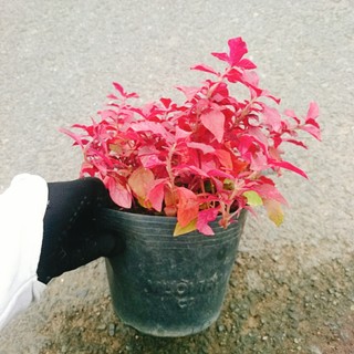 Cây Ruby lá đỏ trồng nền tạo cảnh đẹp sân vườn, công trình