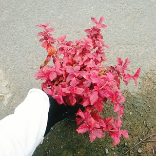 Cây Ruby lá đỏ trồng nền tạo cảnh đẹp sân vườn, công trình