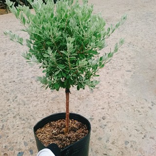 Cây Tuyết Sơn Phi Hồng (cây 1 cốt dáng tree 2 năm tuổi) cây cảnh sân vườn hoa nở quanh năm