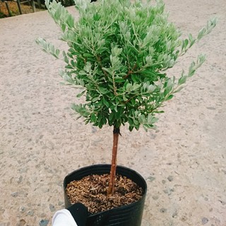 Cây Tuyết Sơn Phi Hồng (cây 1 cốt dáng tree 2 năm tuổi) cây cảnh sân vườn hoa nở quanh năm