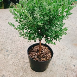 Cây Tuyết Sơn Phi Hồng (cây 1 cốt dáng tree 2 năm tuổi) cây cảnh sân vườn hoa nở quanh năm