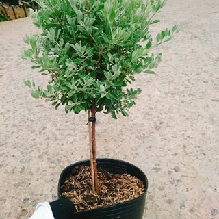 Cây Tuyết Sơn Phi Hồng (cây 1 cốt dáng tree 2 năm tuổi) cây cảnh sân vườn hoa nở quanh năm
