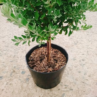 Cây Tuyết Sơn Phi Hồng (cây 1 cốt dáng tree 2 năm tuổi) cây cảnh sân vườn hoa nở quanh năm
