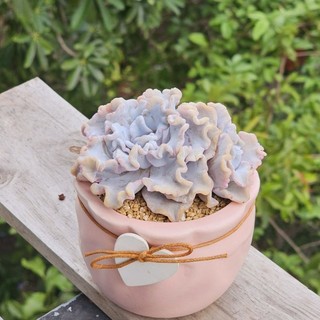 Sen đá Beauty/Madiba Trắng size 8-9cm màu xinh như ảnh có sẵn tại vườn Mầm Nắng Garden lỗi 1 đền 1