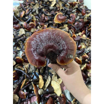 nấm lim xanh 500g -1kg