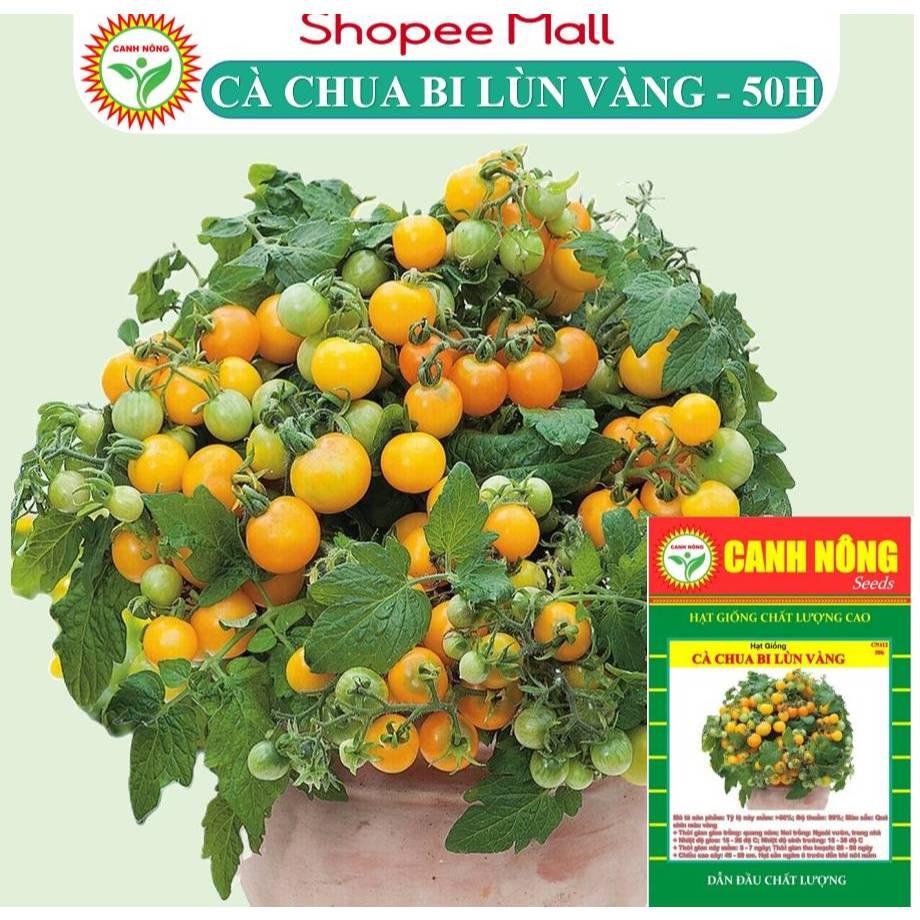 Hạt giống Cà Chua Bi Lùn Vàng (0,15g~50 hạt) quanh năm, trái sai, thích hợp trồng chậu - Hạt giống CANH NÔNG