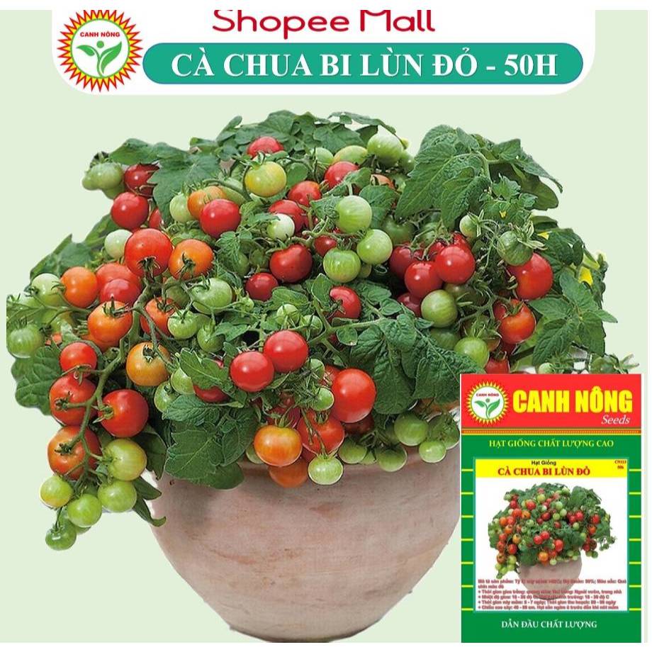 Hạt giống Cà Chua Bi Lùn Đỏ (Gói 50 hạt) Trồng Chậu, Quanh Năm, Dễ Chăm Sóc - Hạt giống CANH NÔNG