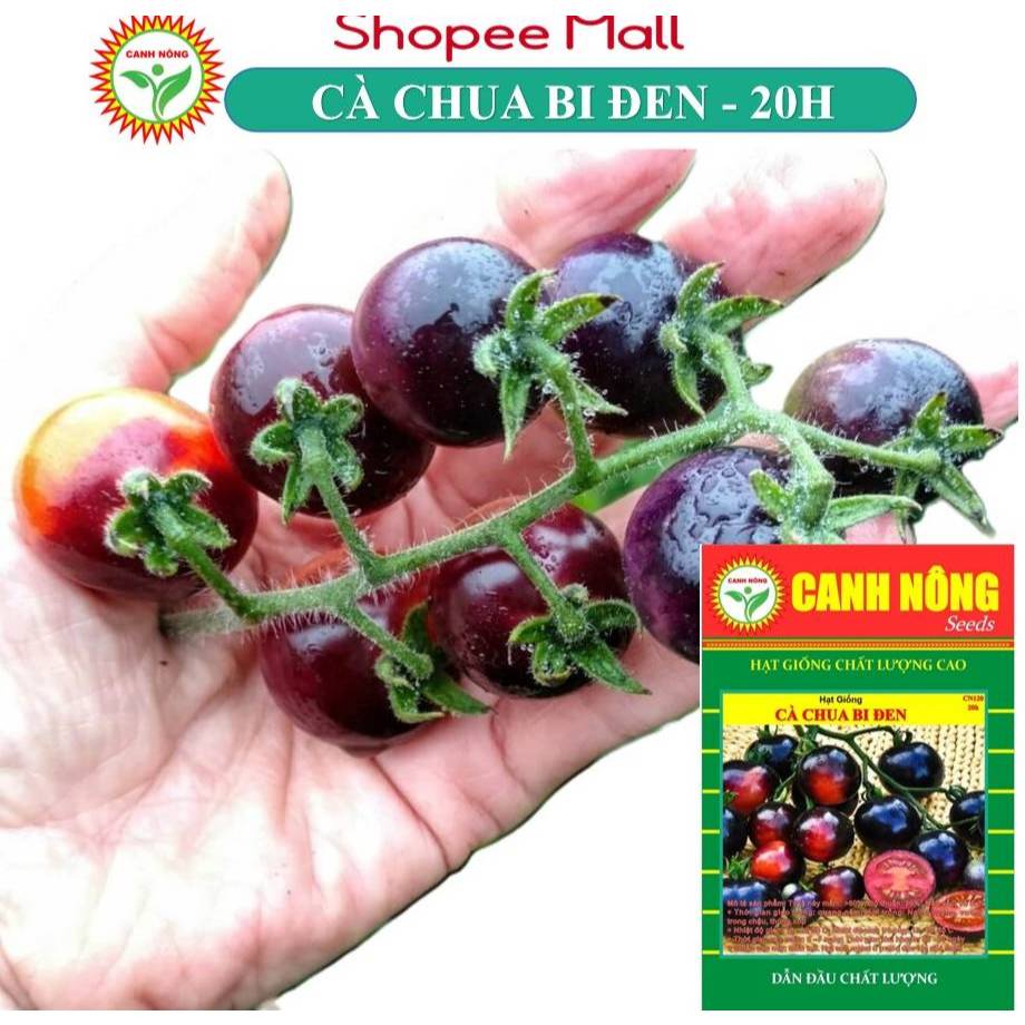 Hạt giống Cà Chua Cherry Đen - Bi Đen (20 hạt) nảy mầm tốt, trồng quanh năm - Hạt giống CANH NÔNG