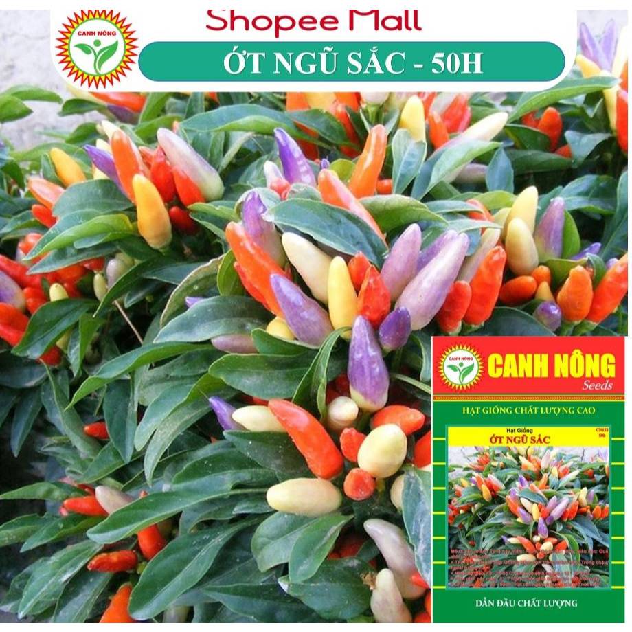 Hạt giống Ớt Kiểng Ngũ Sắc (0.5g 50 hạt) trái sai, ăn được, trồng làm kiểng - Hạt giống CANH NÔNG