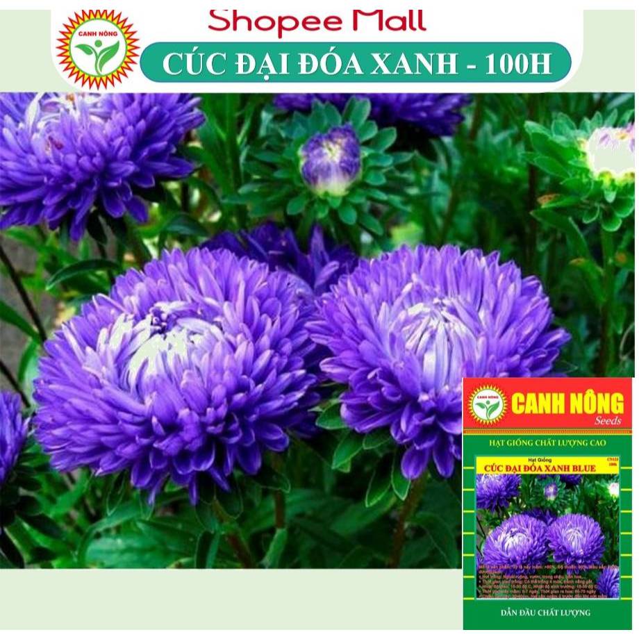 Hạt giống Hoa Cúc Đại Đóa Màu Xanh (100 hạt) thân cao 60-70cm, Trồng Quanh Năm - Hạt giống CANH NÔNG