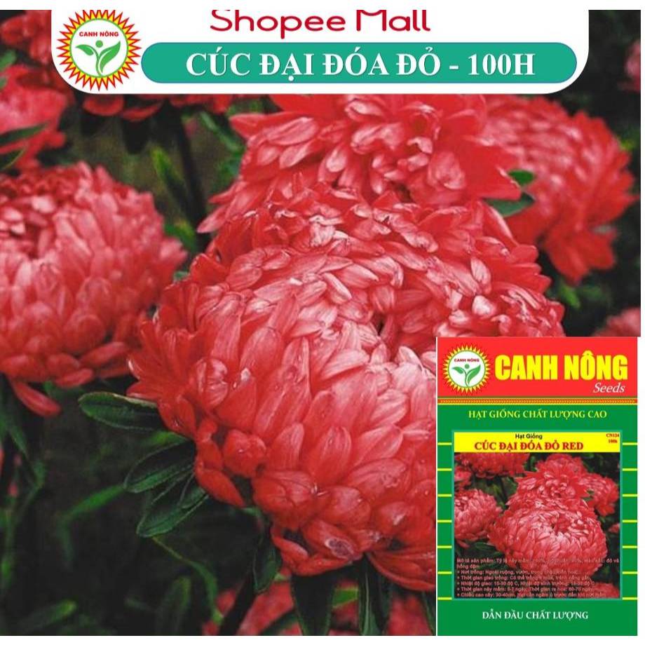 Hạt giống Hoa Cúc Đại Đóa Màu Đỏ (100 hạt) thân cao 60-70cm, Trồng Quanh Năm - Hạt giống CANH NÔNG