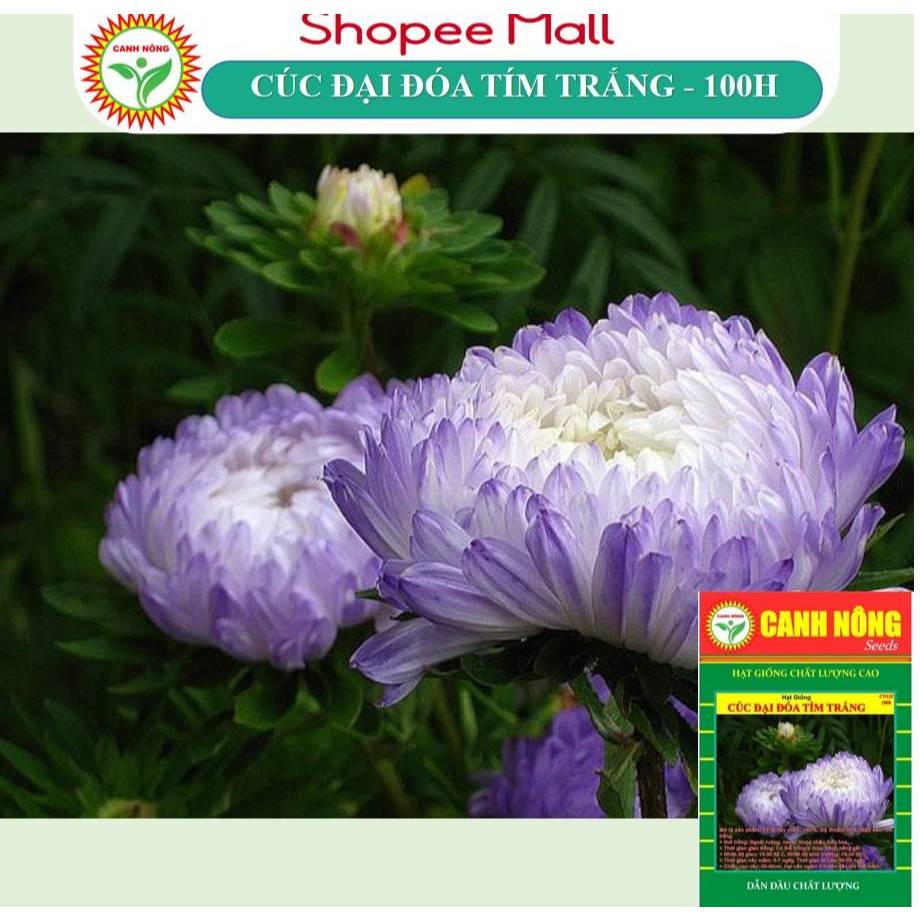 Hạt giống Hoa Cúc Đại Đóa Màu  (100 hạt) thân cao 60-70cm, Trồng Quanh Năm - Hạt giống CANH NÔNG