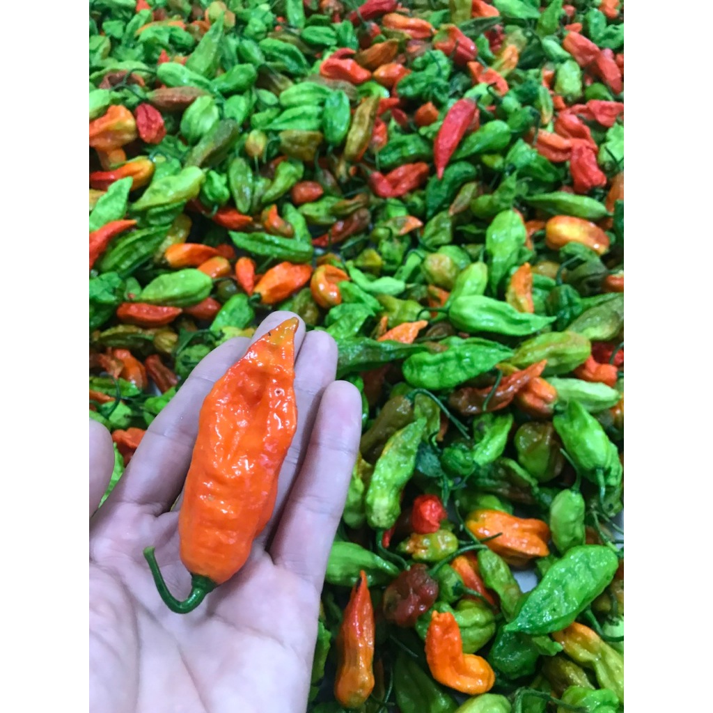Ớt Trung Đoàn Mường Tè Lai Châu siêu cay 200g/500g/1000g
