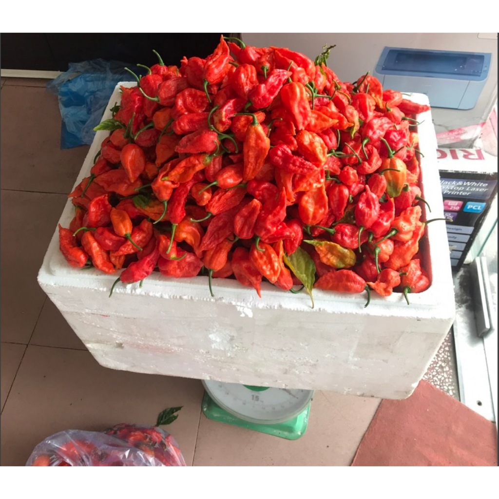 Ớt Trung Đoàn Mường Tè Lai Châu siêu cay 200g/500g/1000g
