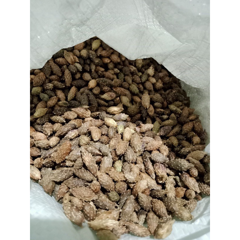 500GR Ké Đầu Ngựa ( Thương Nhĩ Tử ) Khô, Sạch, Đẹp Loại 1