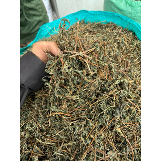 500g Cây Bọ Mắm KHÔ ( Cây Dòi Tía ) Cây Dòi Thân Tím. Chữa Ho, Viêm Họng, Phế Quản…