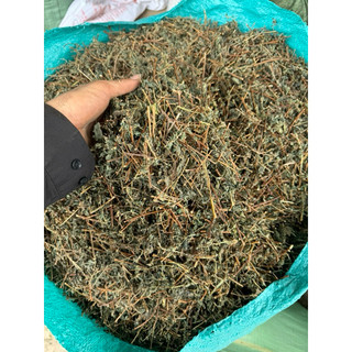 500g Cây Bọ Mắm KHÔ ( Cây Dòi Tía ) Cây Dòi Thân Tím. Chữa Ho, Viêm Họng, Phế Quản…