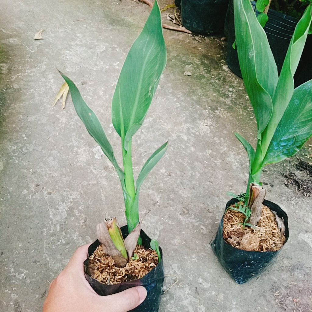 Cây Chuối Hoa Huệ Đỏ Thái (màu Đỏ Hoa Hồng Nhung) - cây cảnh sân vườn