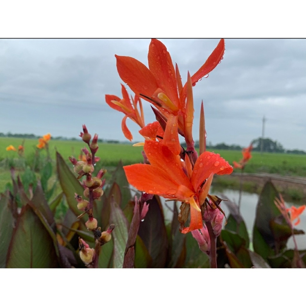 Cây Chuối Hoa Huệ Đỏ Thái (màu Đỏ Hoa Hồng Nhung) - cây cảnh sân vườn